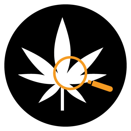 Cannabis-Check